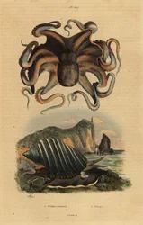 Chobotnice obecná, Octopus vulgaris 1, a mořský plž, Dicathais orbita 2