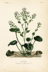 Skurník obecný nebo lžíce, Cochlearia officinalis, Cochlearia