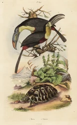 želva obecná, Testudo graeca 1, tukan síroprsý, Ramphastos sulfuratus 2 a tukan bělohrdlý, Ramphastos tucanus 3, želva, tukani