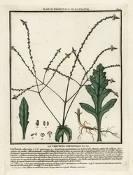 Verbena lékařská, Verbena officinalis.