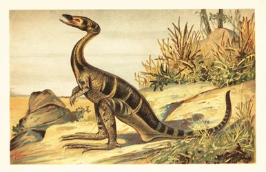 Compsognathus longipes, vyhynulý malý, masožravý teropod. 1908 (litografie)