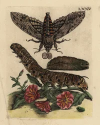 Convolvulus jestřábník, Agrius convolvuli, housenka a kukla se svlačem rolním, Convolvulus arvensis LXXV