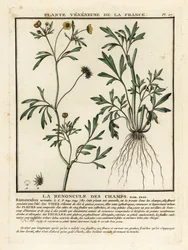 Pryskyřník rolní, Ranunculus arvensis.
