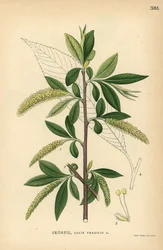 Vrba křehká, Salix fragilis