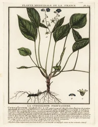 Pupík plazivý, Omphalodes verna.
