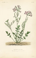 Kukačka, Cardamine pratensis, Cardamine des pres