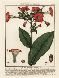 Kultivovaný tabák, Nicotiana tabacum.