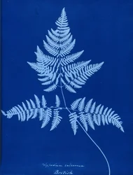 Kyanotypie Polypodium calcareum