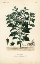 Smrtící nočník, Atropa belladonna, Belladone