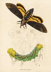 Jestřábník smrtihlav, Acherontia atropos. Ručně kolorovaná ocelorytina z přírodovědné galerie Georga Friedricha Treitschkeho, Naturhistorischer Bildersaal des Thierreiches, Liepzig-1842.