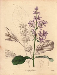 Popis maďarského šeříku (Syringa josikaea), který pochází ze střední a východní Evropy. Ilustrace od slečny R. Millsové (činné v letech 1836-1842) v pětisvazkové sérii The Botanist od Benjamina Maunda, vydané v letech 1836-1842. Toto dílo je proslulé