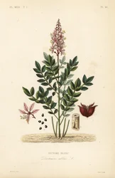 Dittany, Dictamnus white, Dictame