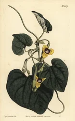 Pérolistá mateřídouška, Aristolochia tomentosa