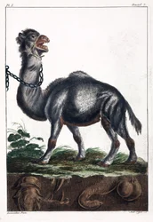 Dromedár