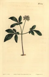 Trpasličí ženšen, Panax trifolius