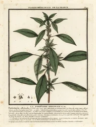 Východní pelitoris, Parietaria officinalis.