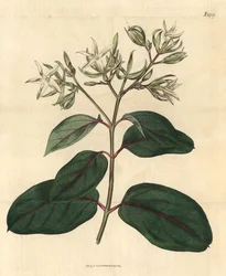 Echite - Kamettia caryophyllata (Echites caryophyllata). Ručně kolorovaná botanická rytina z Curtis