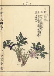 Eizan sumire gold eizan violet, Viola eizanensis. Ručně kolorovaný dřevoryt Kono Bairei z knihy Senshu no Hana (Tisíc druhů květin), Bunkyudo, Kjóto.