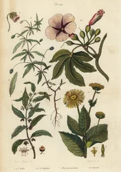 Elecampane, Inula helenium 1-3, zelená fialová, Hybanthus druh Ionidium polygalifolium 4-6, ipecacuanha, Carapichea ipecacuanha 7-9, a svlačec, Ipomoea insignis 10