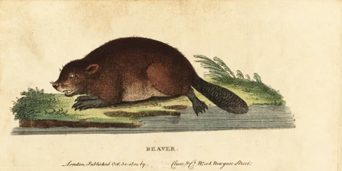Bobr evropský, Castor fiber., 1800 (rytina)