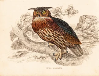 výr velký, Bubo bubo (Bubo maximus). Ručně kolorovaná ocelorytina z Přírodovědné galerie Georga Friedricha Treitschkeho, Naturhistorischer Bildersaal des Thierreiches, Liepzig.
