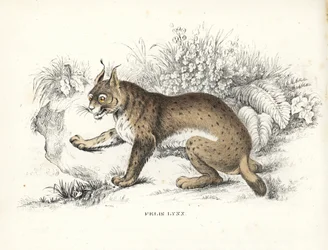 Rys ostrovid, Lynx lynx (Felis lynx). Ručně kolorovaná litografie z přírodovědné galerie Georga Friedricha Treitschkeho, Naturhistorischer Bildersaal des Thierreiches, Liepzig-1842.
