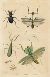 Kudlanka evropská, Mantis religiosa 1, kudlanka listová, Choeradodis rhomboidea 2, brouk tygrovaný, Manticora latipennis 3, mantidfly, Mantispa styriaca 4