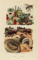 Nosorožec evropský, Oryctes nasicornis, kukla a larva, včela sadová, Osmia cornuta a hnízdo