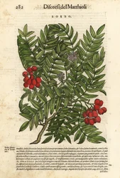 Jeřáb ptačí, Sorbus aucuparia. Ručně kolorovaný dřevoryt Wolfganga Meyerpicka podle ilustrace Giorgia Liberaleho z knihy Pietra Andrey Mattioliho Discorsi di P.A. Matthioli ne i sei libri della Materia Medicinale di Pedacio Dioscoride Anaza.