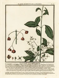 Vřeteno evropské, Euonymus europaeus.