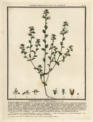 Světlice světlíková, Euphrasia rostkoviana.