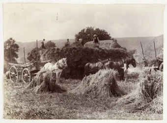 Zemědělské scény, sklizeň a skladování, sklizeň před rokem 1900, c 1890