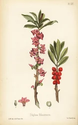 Daphne mezereon, Daphne mezereum (Daphne mezereon). Ručně kolorovaná litografie A. M. Traice podle ilustrace A. W. z knihy Edwarda Hamiltona Flora Homeopathica, Bailliere, Londýn.