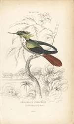 Slavnostní koketa, Lophornis chalybeus (kolibřík Vieillotův, Trochilus chalybeus). Ručně kolorovaná ocelorytina Williama Lizarse z Přírodovědné knihovny sira Williama Jardina: Lizars: Ornithology: Hummingbirds, Edinburgh, W.H. Lizars