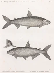 Ryby: Le Characin