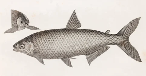 Ryby: Le Characin