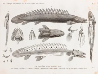 Ryby: Le Polyptere Bichir, anatomie
