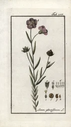 Lněné semínko (Linum usitatissimum). Litografie z knihy "Afbeelding der Artseny-Gewassen" od Johannese Zorna (1739-1799), Nizozemsko.