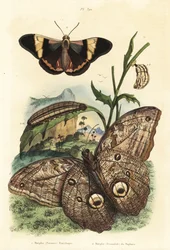 Motýl lesní obrovská sova, Caligo eurilochus 1 a motýl Brassolis sophorae, kukla a housenka 2