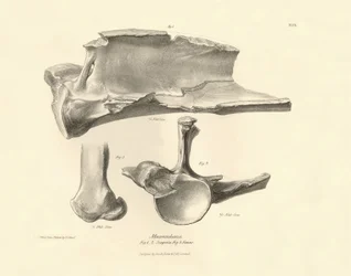 Fosilní kosti (lopatka) zmizelého prehistorického živočicha Macrauchenia, kterého popsal Charles Darwin během své expedice na palubě lodi Beagle. Deska z knihy "The Zoology of the voyage of the H.M.S. Beagle under the command of Captain Fitzroy during the 