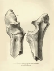 Fosilní kosti (loketní a vřetenní kost) zmizelého prehistorického zvířete Macrauchenia, které popsal Charles Darwin během své expedice na palubě lodi Beagle. Deska z knihy "The Zoology of the voyage of the H.M.S. Beagle under the command of Captain Fitzroy