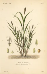 Foxtail proso nebo italské proso, Setaria italica, Panicum germanicum, Moha de Hongrie