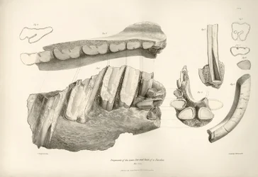 Fragment čelisti a zubů pravěkého zvířete Toxodon, které nalezl Charles Darwin poblíž Montevidea v Uruguayi během své výzkumné cesty na palubě lodi Beagle. Zoologie plavby lodi H.M.S. Beagle pod velením kapitána Fitzroye v letech