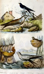 Francouzština. Barevná ilustrace datovaná kolem roku 1884. zobrazující říční a pobřežní ptáky.