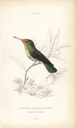 Kuklík, Lophornis magnificus, samice (Kolibřík velkolepý, Trochilus magnificus). Ručně kolorovaná ocelorytina Williama Lizarse z Naturalist