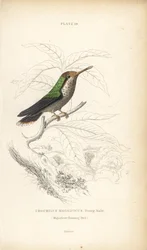 Koketa vroubená, Lophornis magnificus, mladý samec (Kolibřík velkolepý, Trochilus magnificus). Ručně kolorovaná ocelorytina Williama Lizarse z Naturalist