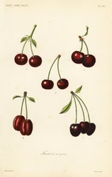 Ovoce, peckovina