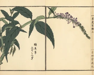 Fujiutsugi nebo Buddleia, druh Buddleja. Ručně kolorovaný dřevoryt Kono Bairei z knihy Kusa Bana Hyakushu (Sto druhů květin), Tokio, Yamada.