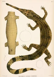 Gharial, Indonésie