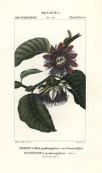 Obří granadilla